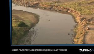 Un zèbre pourchassé par des crocodiles puis des lions, la vidéo buzz