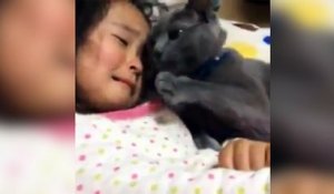 Un chat tente de consoler sa petite maîtresse en pleure !