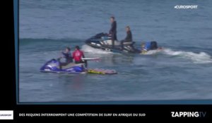 Des requins interrompent une compétition de surf en Afrique du Sud (vidéo)