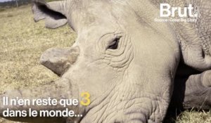 Les rhinocéros blancs du Nord sont voués à disparaître