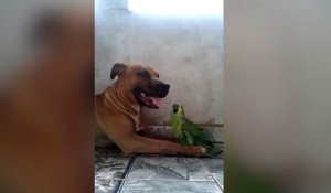 Un chien et un perroquet jouent ensemble !