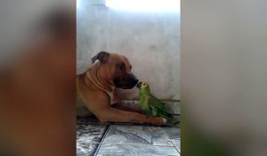 L'amitié improbable entre un chien et un perroquet... Adorable