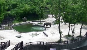 2 éléphants accourent pour sauver un éléphanteau en train de se noyer