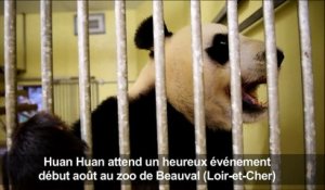 Beauval: pour la 1ère fois, une femelle panda enceinte en France