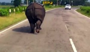 Patron, voilà pourquoi j'étais en retard aujourd'hui... Un Rhinocéros au milieu de la route