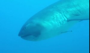 Rares images d'un requin grande-gueule en Indonésie