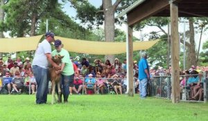 USA: La grande traversée des poneys sauvages de Chincoteague