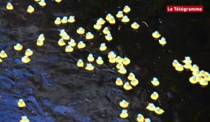 Quimperlé. 5.000 canards en plastique envahissent la Laïta
