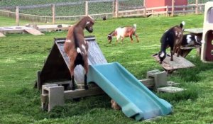 Ces chèvres adorent jouer sur le toboggan !