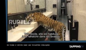 Un tigre s’invite dans les toilettes pour homme ! (Vidéo)