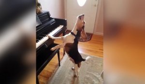 Ce chien adore jouer du piano !