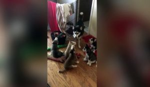 Une maman husky apprend à ses petits à hurler !