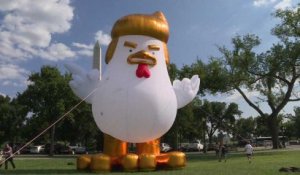 Un poulet à l’image de Donald Trump à côté de la Maison-Blanche
