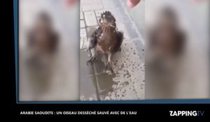 Arabie Saoudite : Il ressuscite un oiseau desséché avec de l’eau (Vidéo)