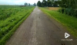 Ce lapin court devant une voiture sans s'arrêter ni s'écarter !