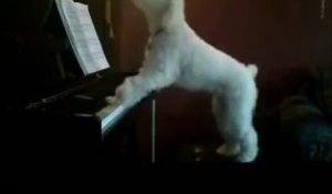 Ce chien déclenche les plaintes des voisins : il joue du piano et chante en l'absence de son maître !!