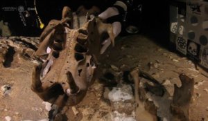 Un paresseux préhistorique découvert au Mexique