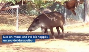 Au Venezuela, des animaux d'un zoo kidnappés pour être mangés