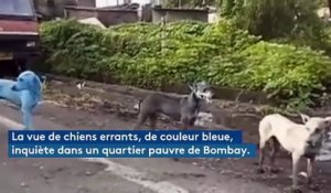 Près de Bombay, des chiens errants deviennent bleus à cause de la pollution