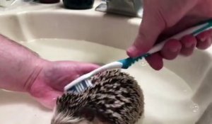Nettoyage d'un hérisson : à la brosse à dents !! Trop mignon :)