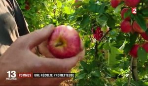 Pommes : une récolte prometteuse dans le Tarn-et-Garonne