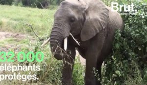 Le sauveur des éléphants Wayne Lotter assassiné en Tanzanie