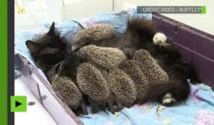 Une chatte Russe adopte et allaite huit bébés hérissons