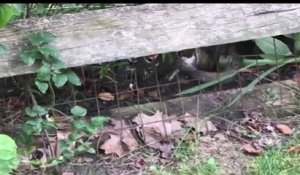 Une maman lapin attaque un serpent qui a essayé de manger son bébé !