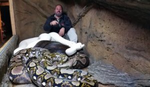 Cet homme est tranquillement assis dans un nid de 3 pythons géants