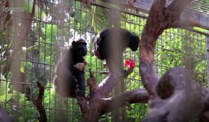 En Israël, une macaque adopte un poulet