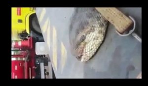 Un anaconda géant de plus de 400 kg découvert au Brésil par des ouvriers