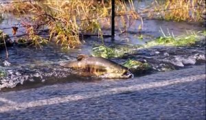 Ces saumons traversent une route en pleine inondation aux USA