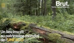 La plus ancienne forêt d'Europe victime de déforestation