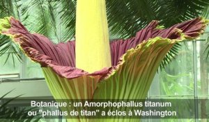 Botanique : un "Phallus de Titan" impressionne à Washington