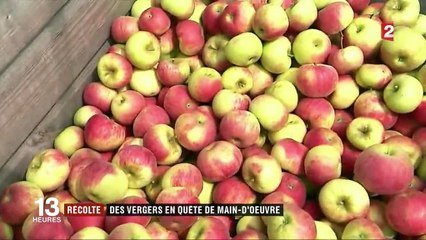 Cueillette De Pommes Les Saisonniers Manquent A L Appel Sur Orange Videos