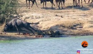 2 hippopotames sauvent un gnou piégé dans la gueule d'un crocodile
