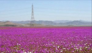 Le désert le plus aride du monde en fleurs après de fortes pluies. MAGNIFIQUE
