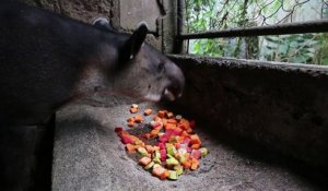 Nicaragua: Le combat de quelques passionnés pour sauver le tapir