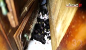 Paris : elle séquestrait 130 chats dans son studio de 25 m2