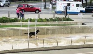Ce chien adore jouer avec dans une fontaine d'eau !