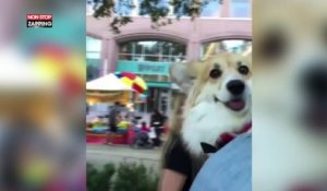 New York : cet homme sa balade avec son chien dans un sac à dos ! (Vidéo)