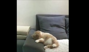 Ce chat fait de drôles de rêves