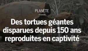 150 ans après sa disparition, une espèce de tortues va être reproduite en captivité