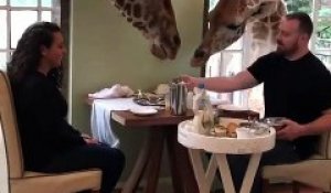 Kenya : Un homme prend son petit déjeuner avec des girafes à Nairobi !