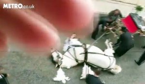 Un cheval qui tirait une calèche avec des mariés s'est effondré d'épuisement à cause de la chaleur