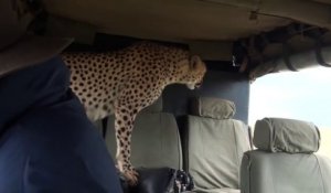Un guépard pas si sauvage que ça tape l'incruste dans une voiture de touristes au kenya