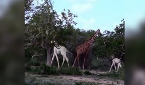 Des girafles très rares ont été observés au Kenya !