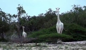 Un ranger filme une girafe blanche au nord du Kenya !