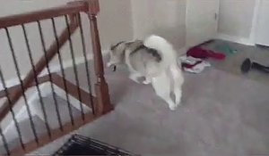 Nouvelle maison, un chien découvre les escaliers