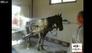 Laver son cheval.. au CAR WASH !! Normal en Roumanie !